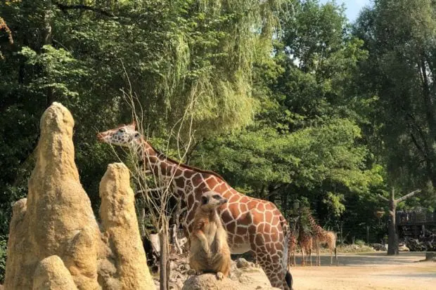 tierpark-hellabrunn-giraffen