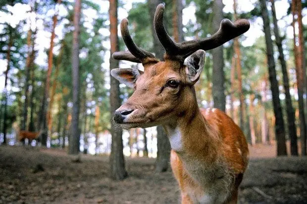 Wildpark Weil Hirsch Hirsch Wildpark