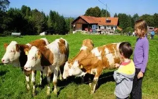 Kälber Weide Kinder