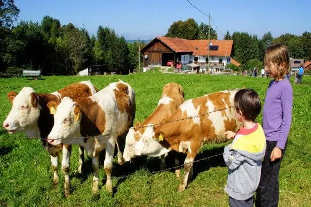 Pfaffenwinkler Milchweg Kälber Kälber Weide Kinder