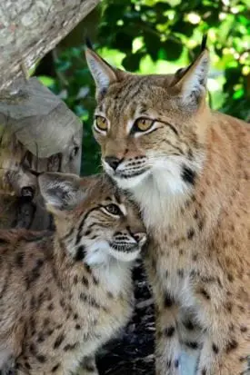 Alpenzoo_tirol_Luchs_2020 Schmidt