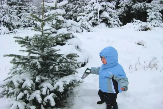 Christbaumschlagen Kind Säge Chritbaumschlagen Kind Säge