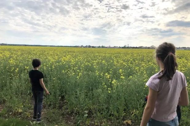 Hohenbrunn-rundwanderweg-rapswiese
