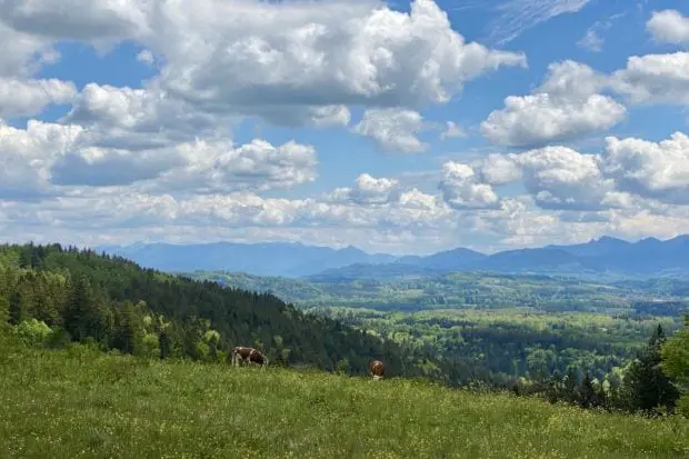 Taubenberg-bergpanorama-mit-kuehe Alpenvorland
