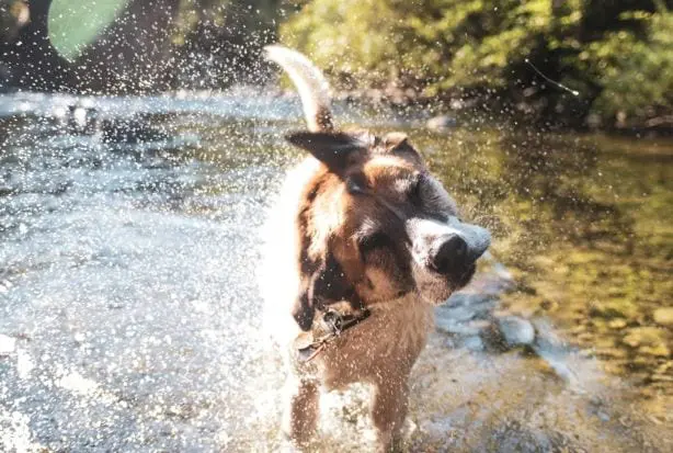 hund_wasser-unsplash