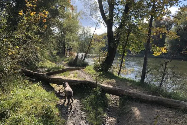 Isar-gassi-mit-hund