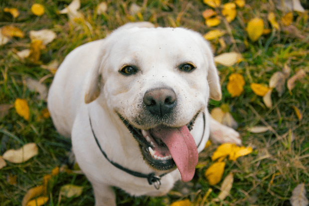 borsos_hund_essen_to_go_pixabay