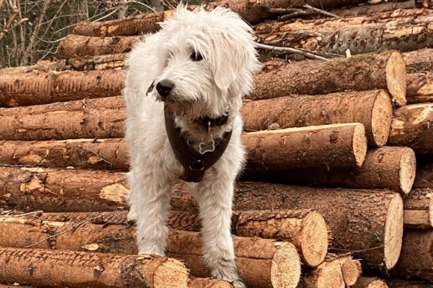 freigaenger_poldi_frag_den_hund_borsos