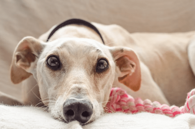 oster_frag_den_hund_unsplash
