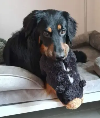 borsos_hund_kolumne_2