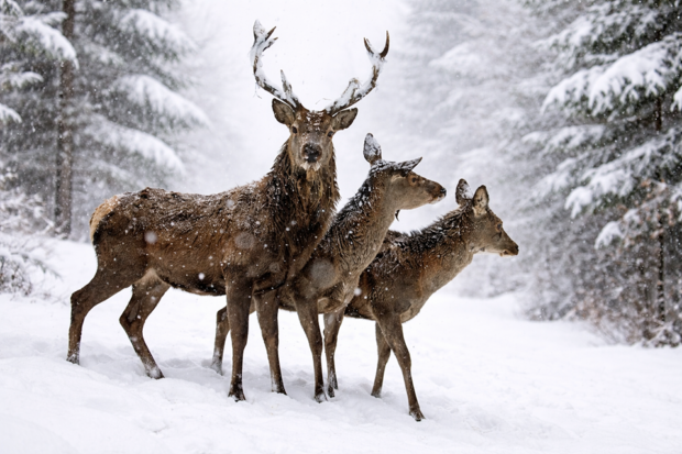 wildfuetterung_reiseralm_winter_AI
