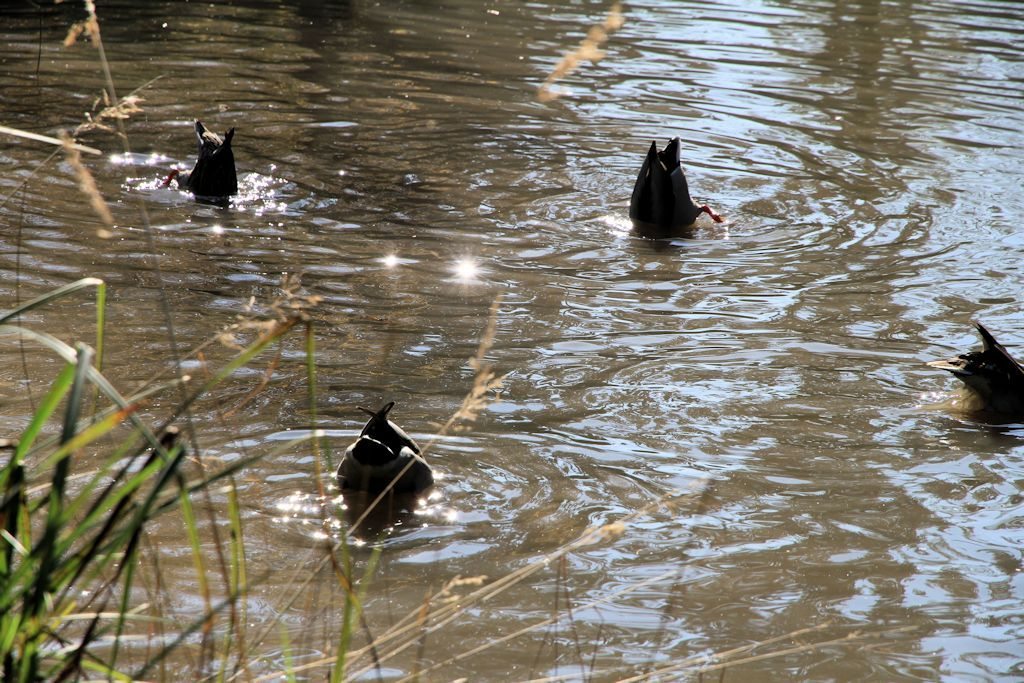 Deininger Weiher Deininger Weiher