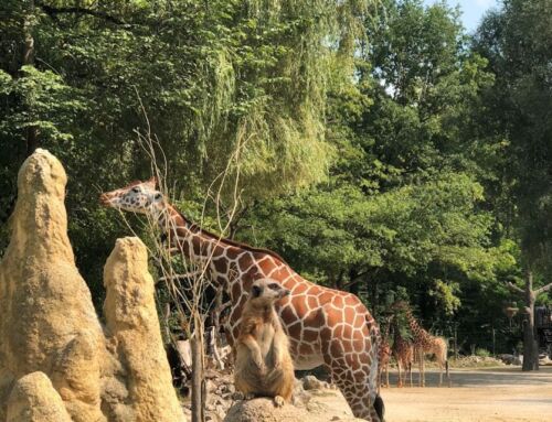 Tierpark Hellabrunn