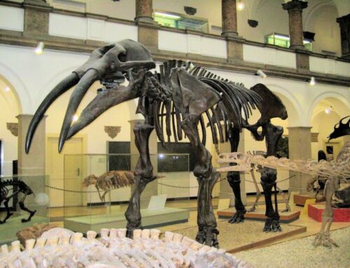 Paläontologisches Museum