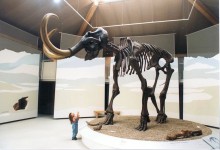 Naturkunde- und Mammut-Museum – Siegsdorf