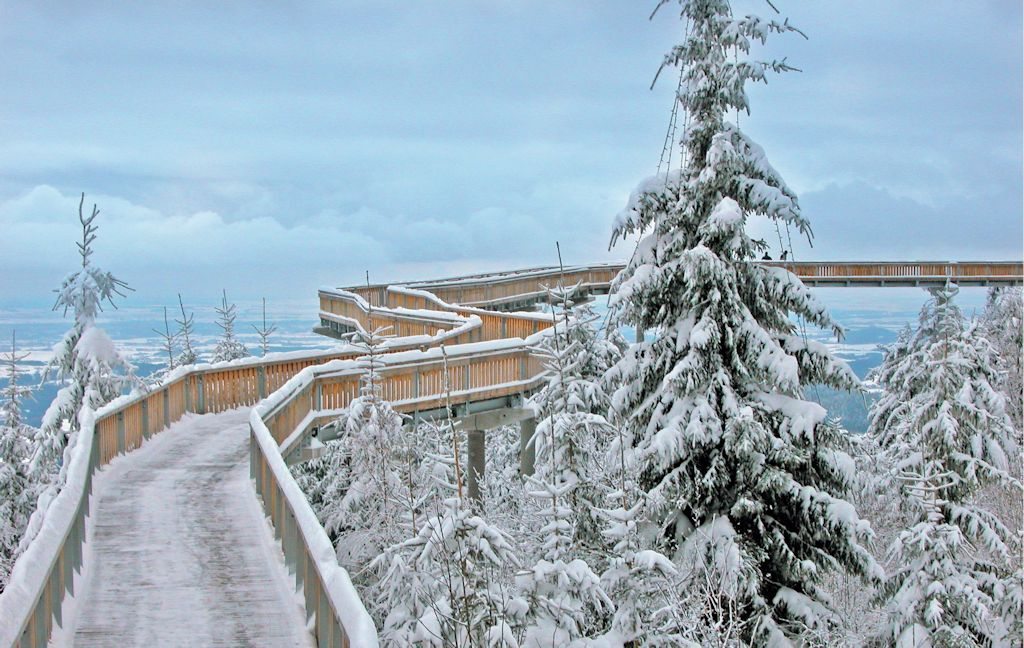 Wald Wipfel Weg Winterlandschaft