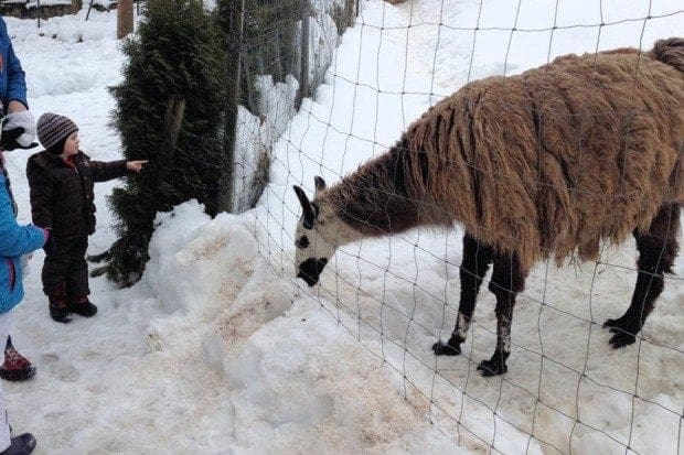 Wildbichl Familie Lama