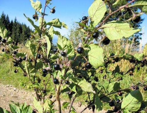 Wanderung zum Pürschlingshaus – Unterammergau