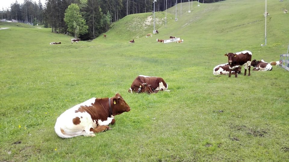 Geötschenalm Kühe