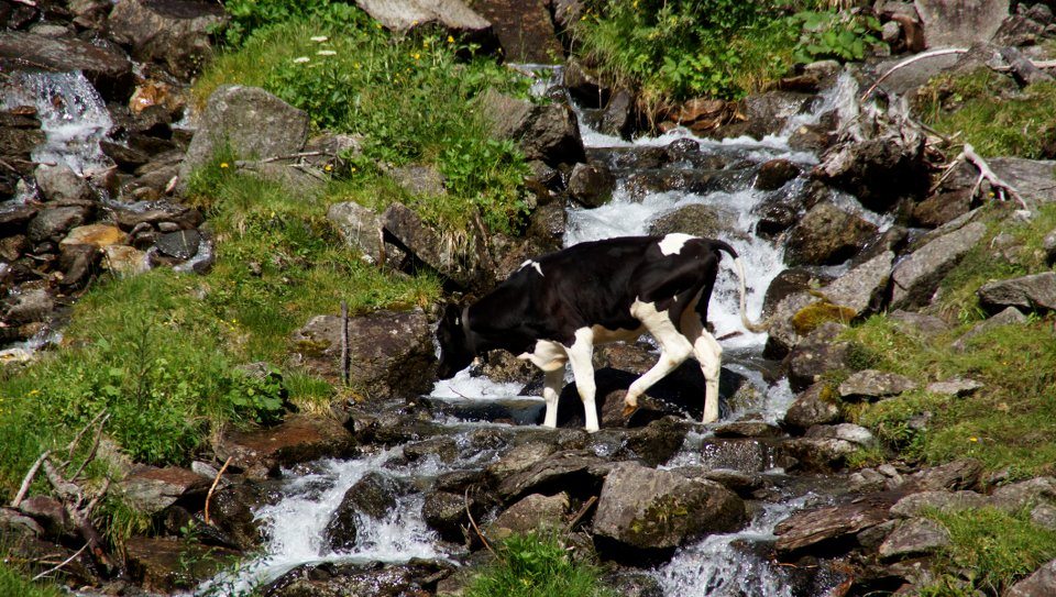 Zillergrund Wanderweg Kuh Zillergrund Wanderweg Kuh