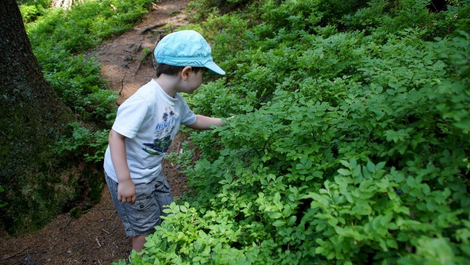 Zillertal Wald Blaubeeren Zillertal Kletterfelsen Wald