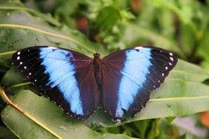 Botanischer Garten Schmetterlingsausstellung