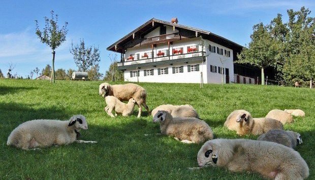 Freilichtmuseum Glentleiten Brillenschafe, im Hintergrund der Hof aus Altenbeuern