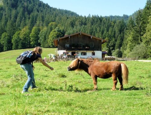 Röthelmoosalm – Chiemgau