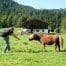 Röthelmoosalm Familienwanderung