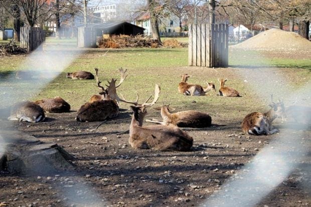 Hirsche München Garten