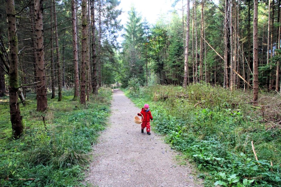 Schwammerl suchen Forstenrieder Park