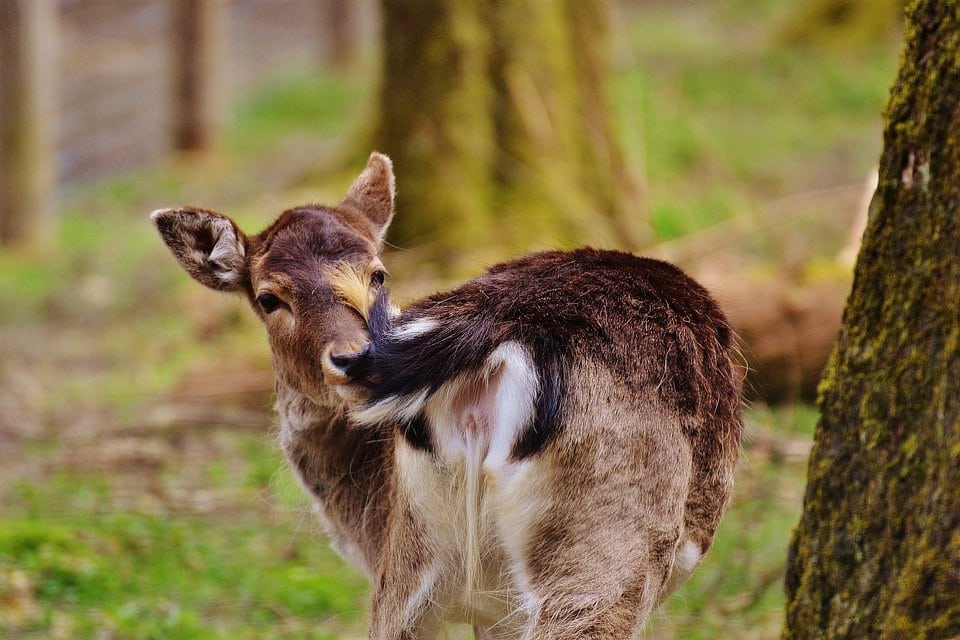 Reh Wald
