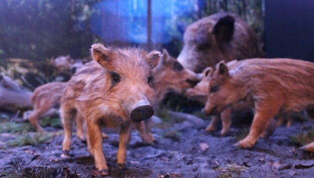 Ferkel im Jagd- und Fischereimuseum