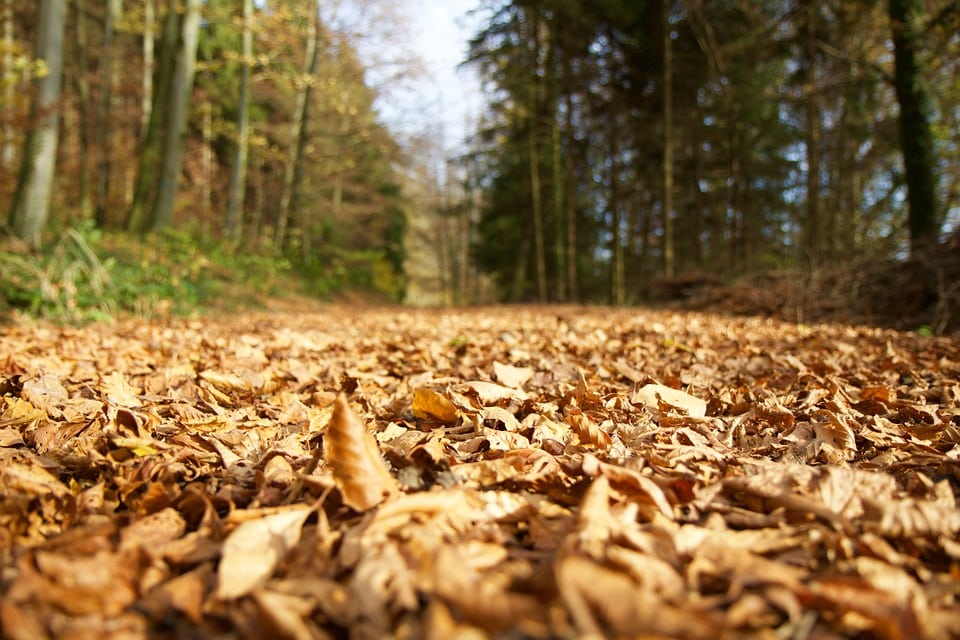 Lechpark Pössinger Au Waldweg