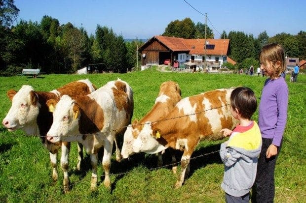 Kälber Weide Kinder