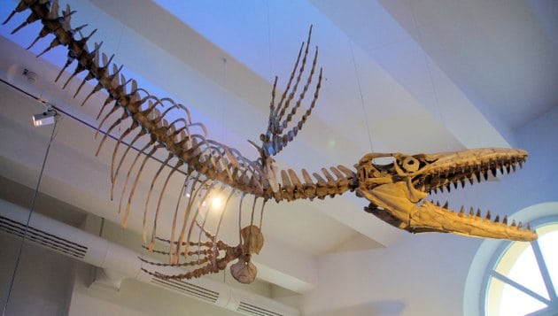 Dinosaurier Skelett im Museum