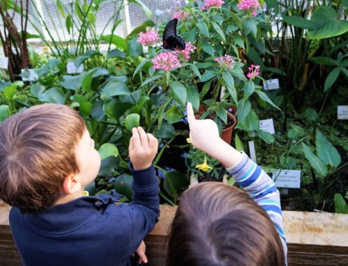 Schmetterlingsausstellung im Botanischen Garten Nymphenburg | KiMaPa Kids on Tour