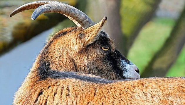 Ziege auf dem Bauernhof