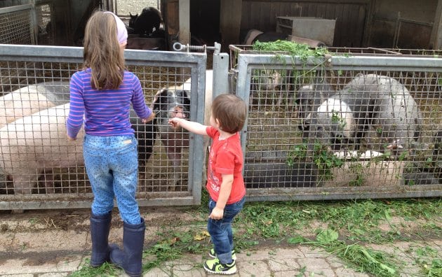 Kinder füttern Schweine in Herrmannsdorf