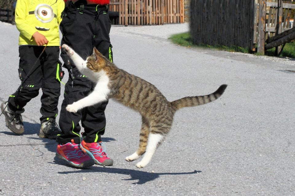 Luxuslodge Katze Kinder Katze im Sprung