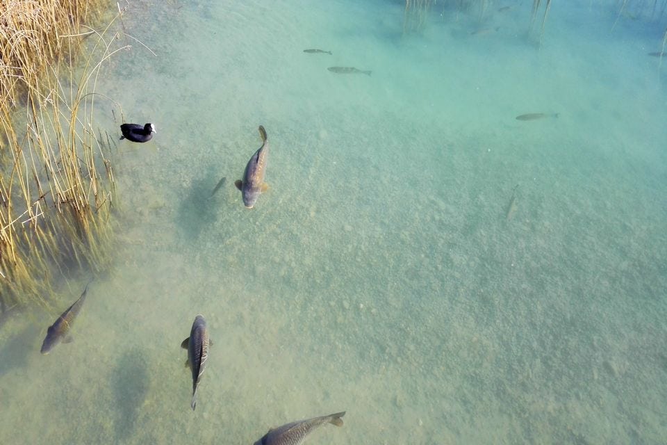 Fische Buga See