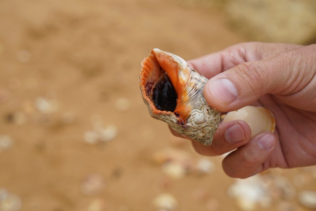 Muschel am Strand an der Algarve