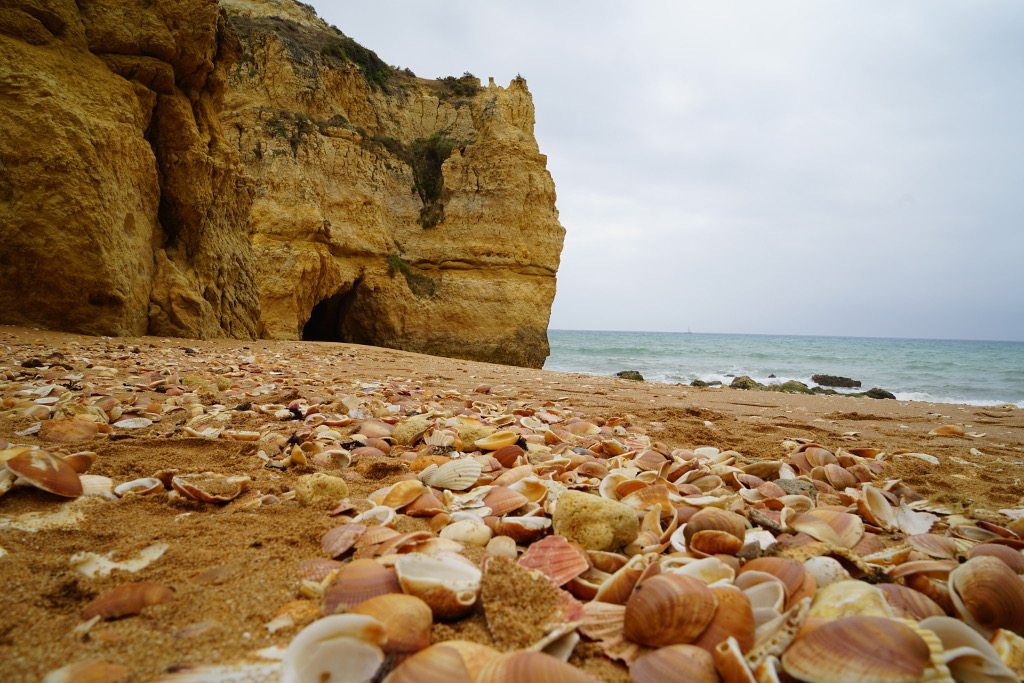 Muscheln am Strand an der Algarve