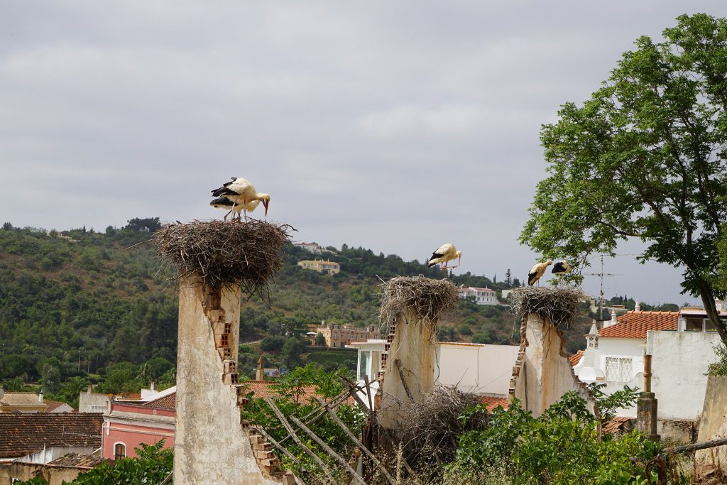 Störche in Silves