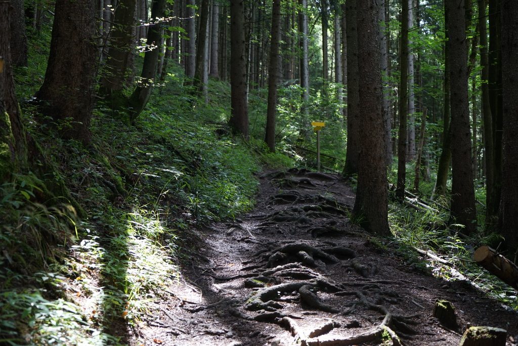 Waldweg mit Wurzeln Tegernsee