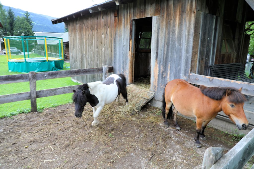 gut-weissenhof-ponys