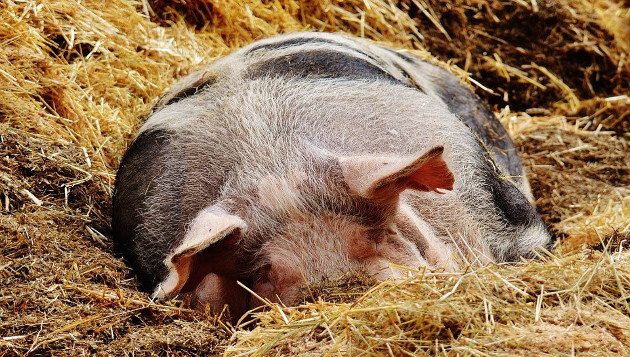 schwein im heu