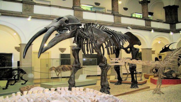 Mammut Skelet im Paläontologischem Museum