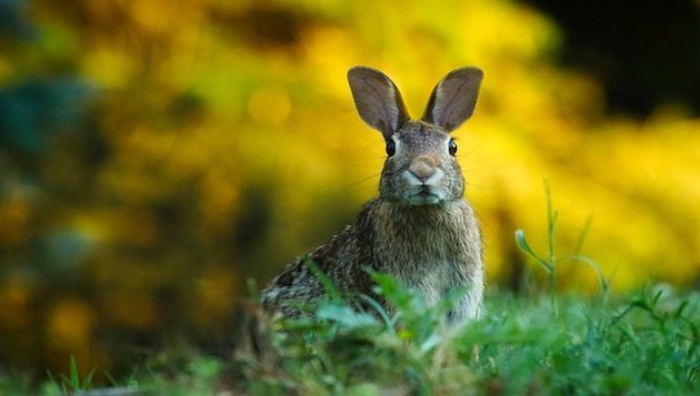 Hase auf der Wiese