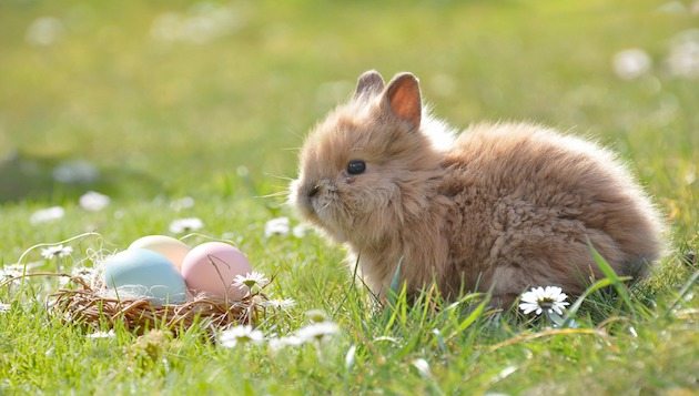Hase mit bunten Ostereier auf einer Wiese